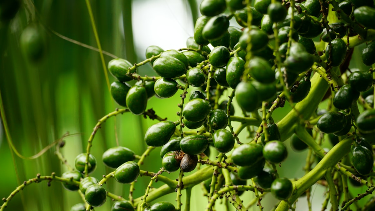 Pollen Extract Supplement